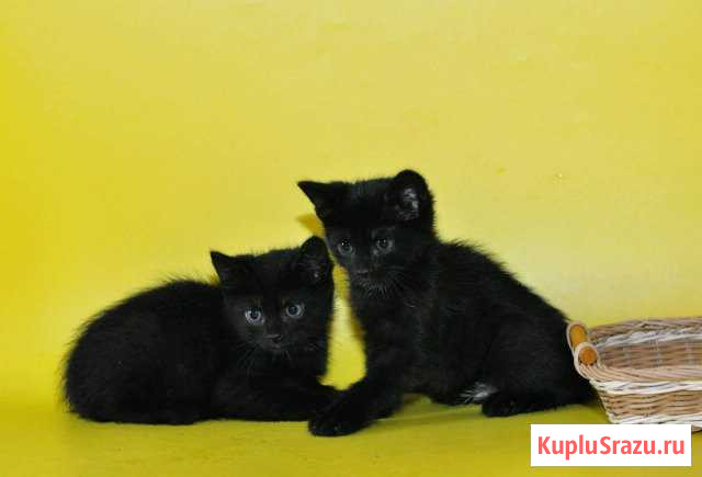 Чёрные котята Староминская - изображение 1