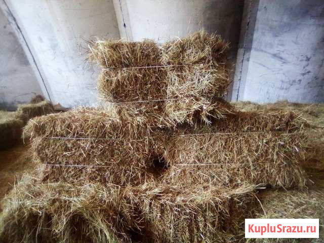 Сено в тюках Горячий Ключ - изображение 1