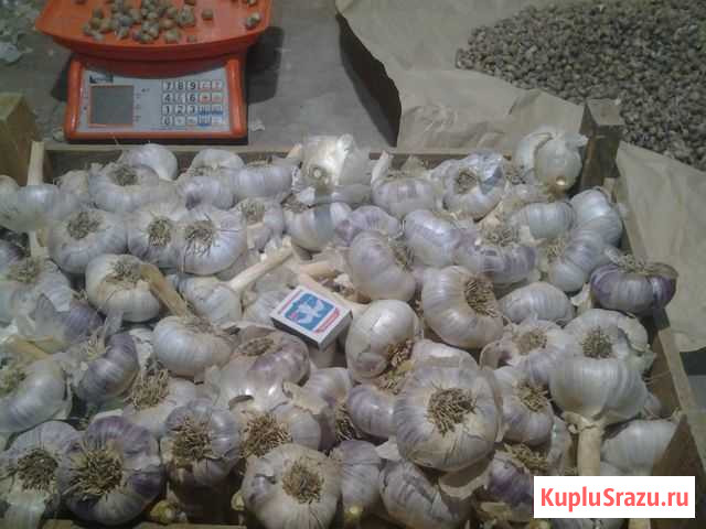 Чеснок Любаша(первая репродукция) Калининская - изображение 1