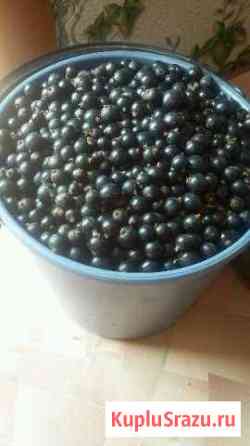 Спелая, вкусная и полезная черная смородина Нижнекамск