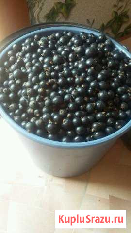 Спелая, вкусная и полезная черная смородина Нижнекамск - изображение 1