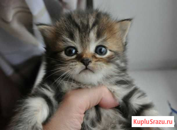 Мраморный котенок Нижний Тагил - изображение 1