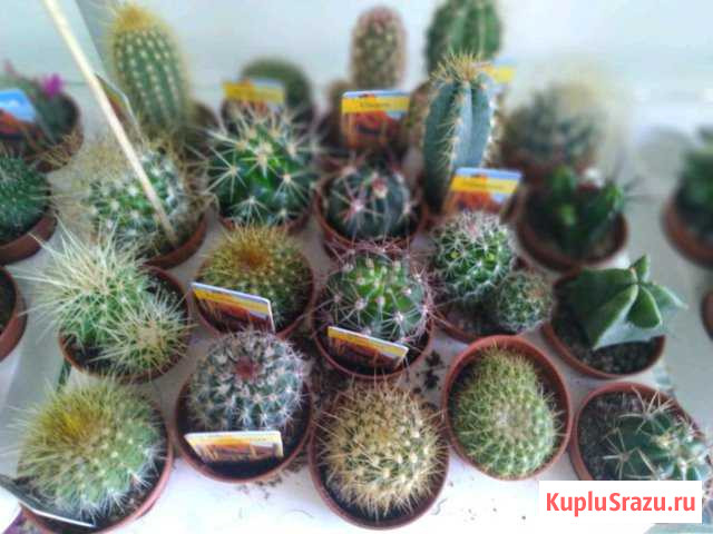 Кактус Таганрог - изображение 1