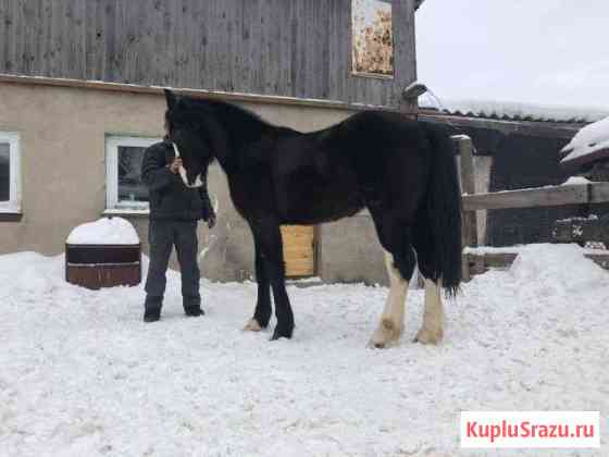 Лошадь Нижний Новгород