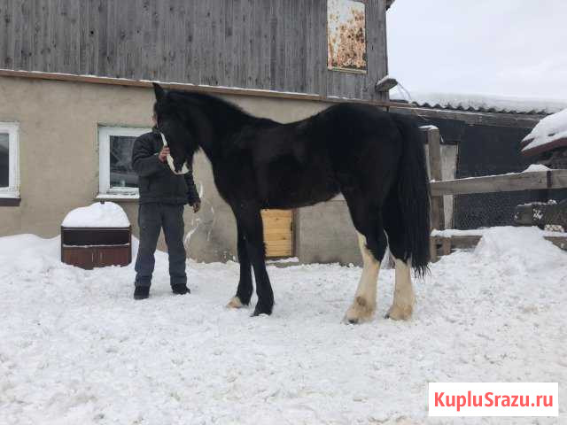 Лошадь Нижний Новгород - изображение 1