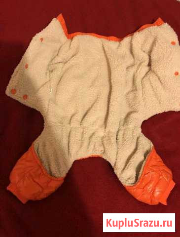 Одежда для собак Выборг - изображение 1