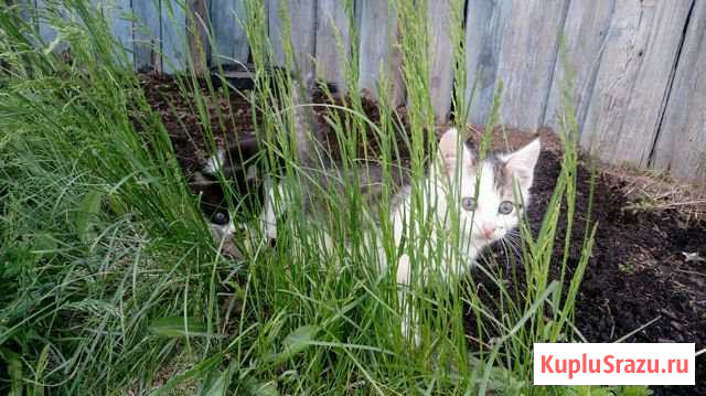 Отдам кошечку-котеночка в добрые руки Свободный - изображение 1