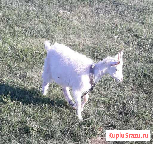 Продается козочки, заинские, молочные Стерлитамак - изображение 1