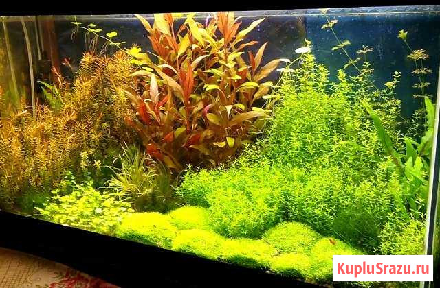 Аквариумные растения Клинцы - изображение 1