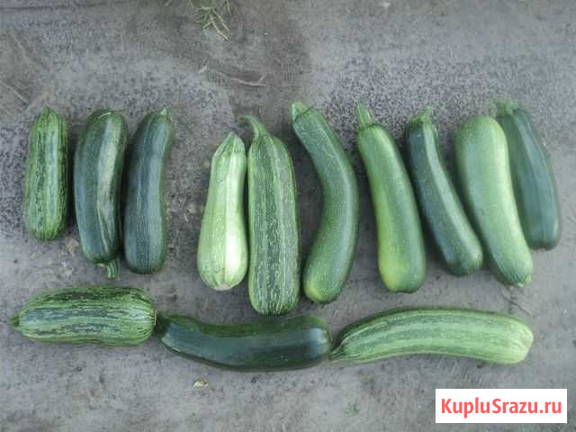 Кабачки Саров - изображение 1