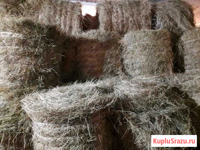 Сено Кингисепп - изображение 1