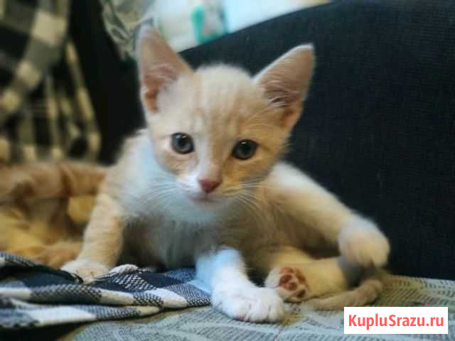 Котята бесплатно Шлиссельбург - изображение 1