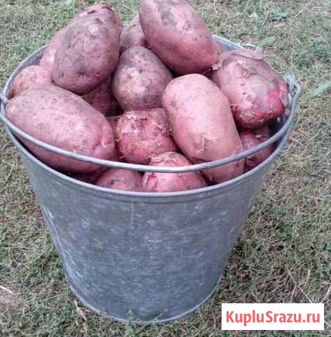 Продам картофель Новодвинск - изображение 1