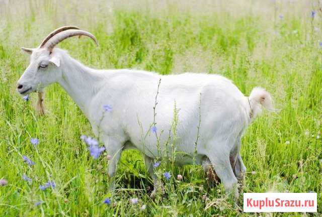 Коза Исянгулово - изображение 1