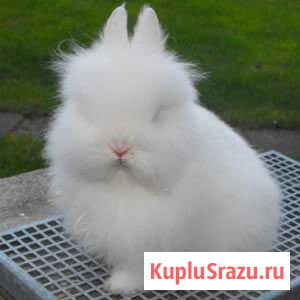 Мини кролик Ангорский лев Волгоград - изображение 1