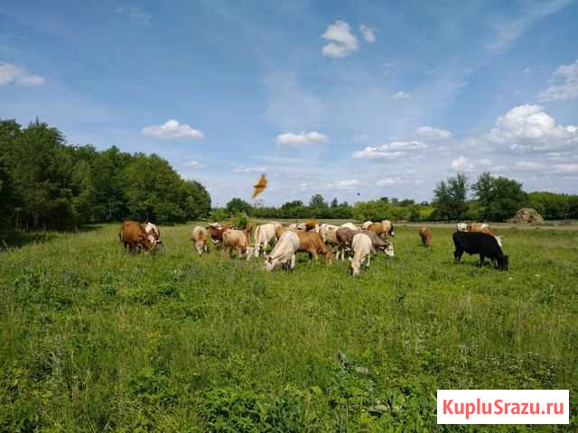 Коровы, бычки, телки, телята Раевский - изображение 1