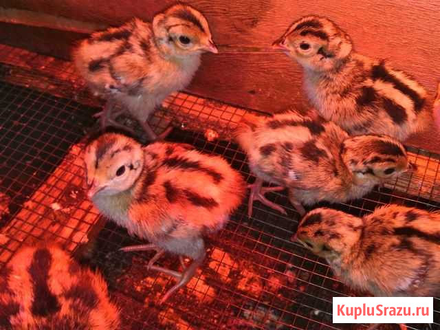 Фазан кавказский (охотничий) Ивня - изображение 1