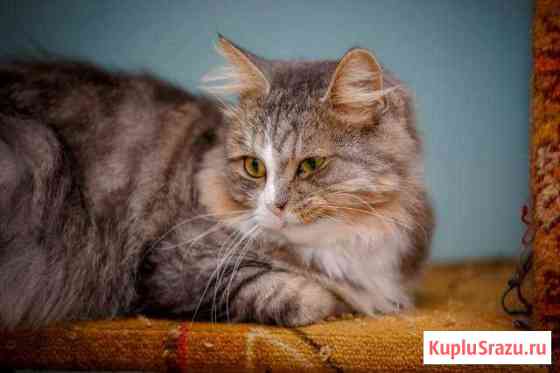 Кот Старый Оскол
