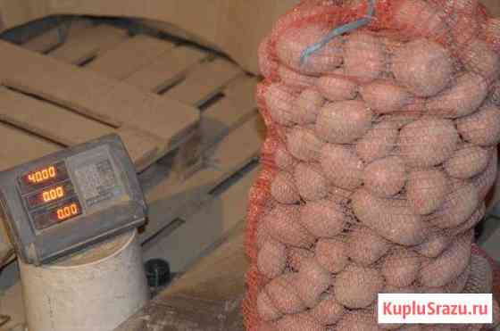 Картофель свежий Беллароза оптом и в розницу Вологда