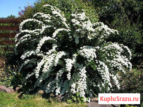 Кустарники Борисоглебск - изображение 1