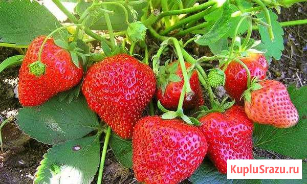 Рассада клубники Елизавета Борисоглебск - изображение 1
