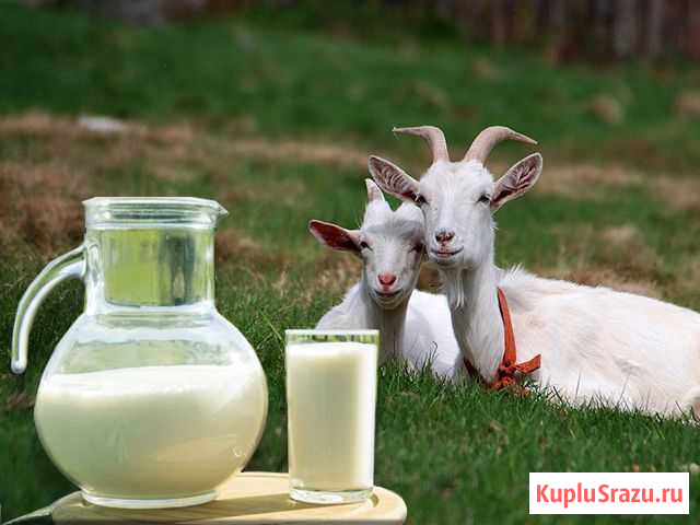 Козье молоко. Из коровьего молока творог и сыр Кинешма - изображение 1