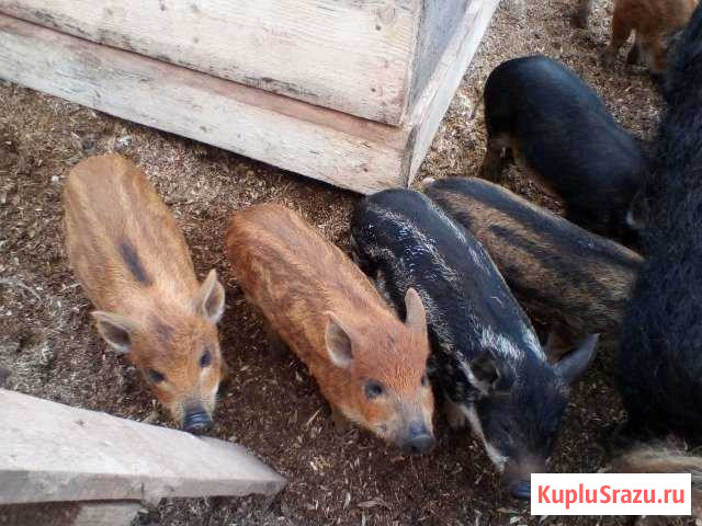 Продам поросят Иваново - изображение 1