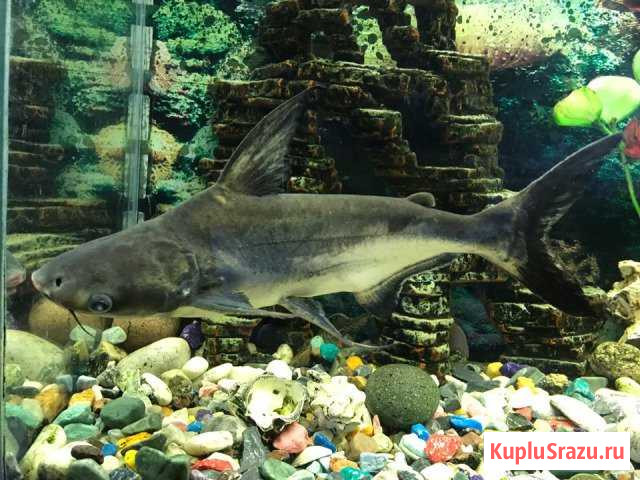 Сом акулий Брянск - изображение 1