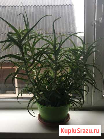 Продам алоэ Киржач - изображение 1