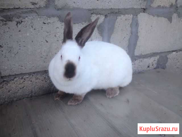 Калифорнийский кролик 4 месяца (самка) 3.3 кг Урюпинск - изображение 1