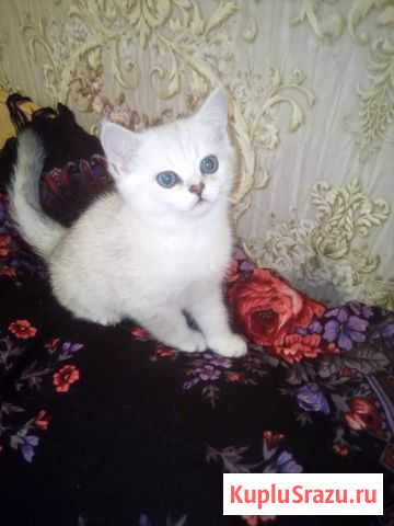 Котята шиншиллята Россошь - изображение 1