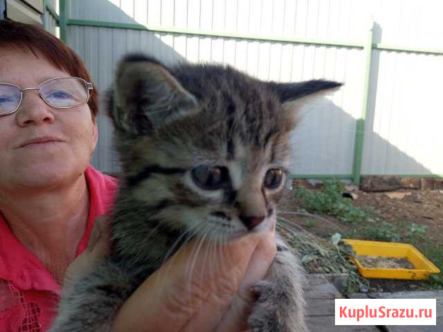 Котята Грибановский - изображение 1