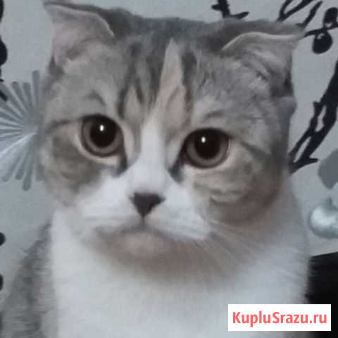 Отдам кошку Лиски - изображение 1
