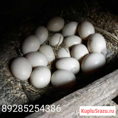 Яйца Дагестанские Огни - изображение 1