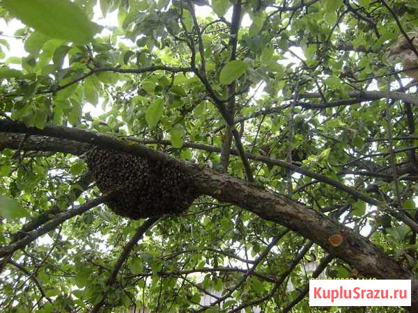 Сниму рой Кострома - изображение 1