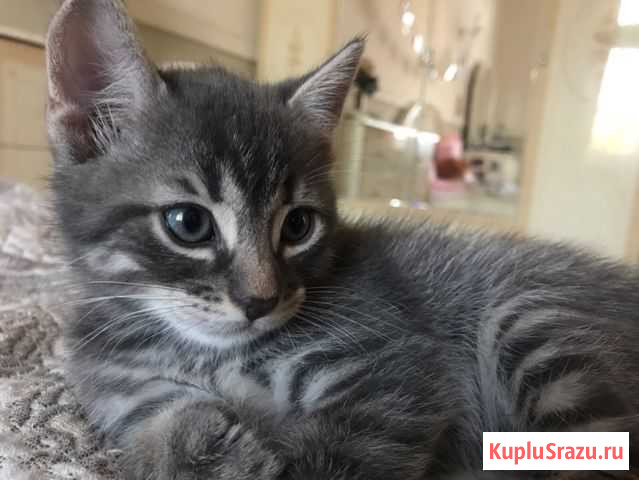 Котенок Гусев - изображение 1