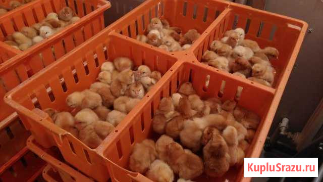 Цыплята Калининград - изображение 1