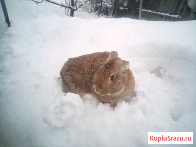 Кролики Козельск - изображение 1