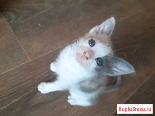 Котята в хорошие руки Петрозаводск - изображение 1