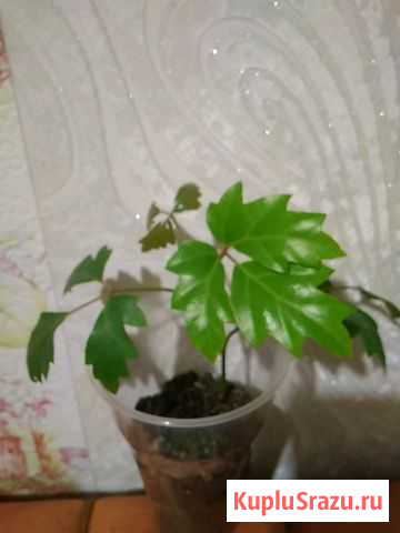 Виноград Волгореченск - изображение 1