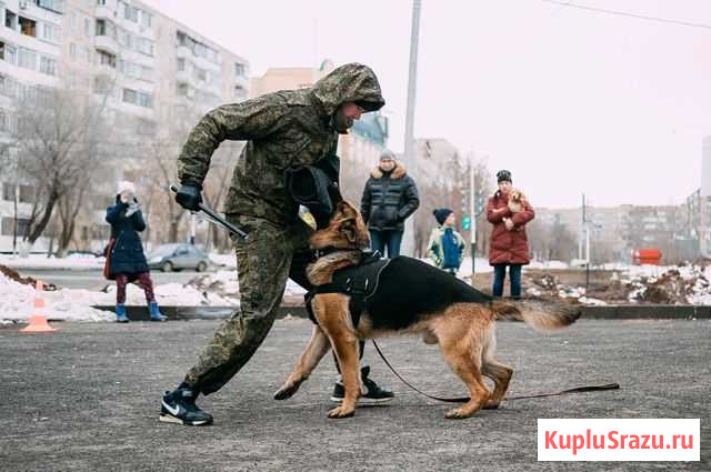Дрессировка, Кинолог Оренбург - изображение 1