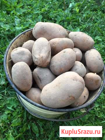 Картофель Кострома - изображение 1