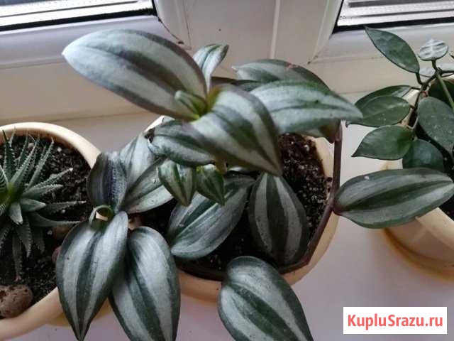 Традесканция Кострома - изображение 1