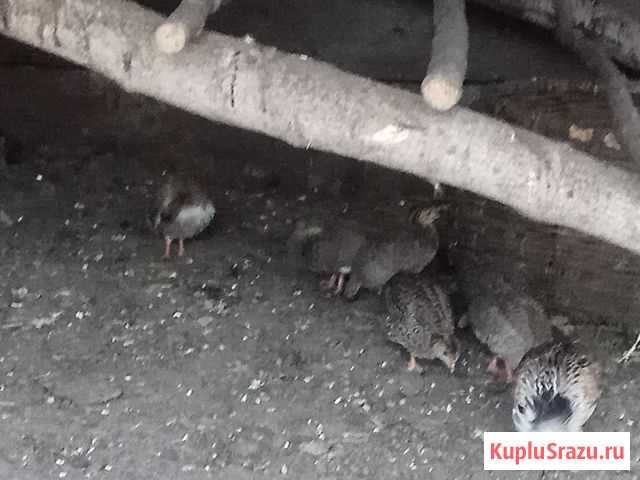 Цесарята кролики гусак Железногорск - изображение 1