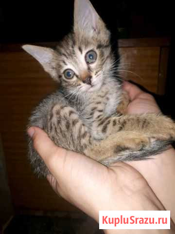 Котята в хорошие руки Волжск - изображение 1