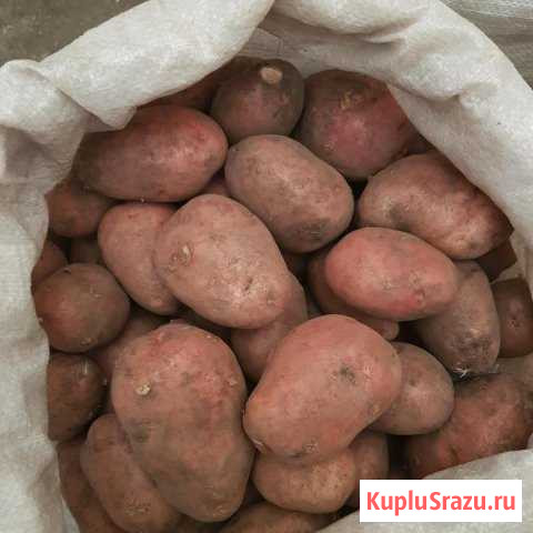 Картофель Йошкар-Ола - изображение 1