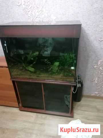 Аквариум Оренбург - изображение 1