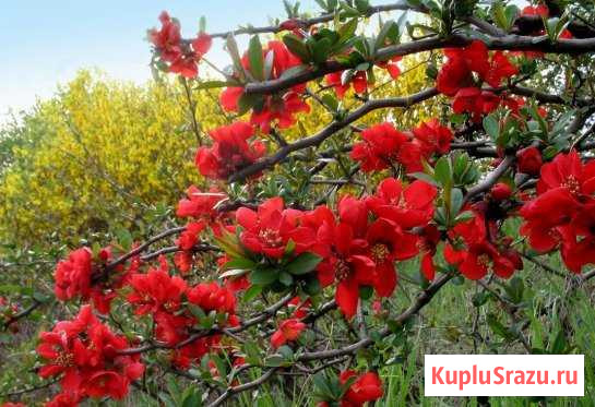 Хеномелес «японская айва» Кисловодск - изображение 1