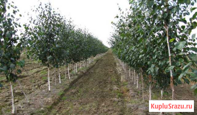 Береза ель сосна Кисловодск - изображение 1