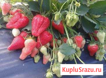 Клубника крупноплодная гарда новинка Самара - изображение 1